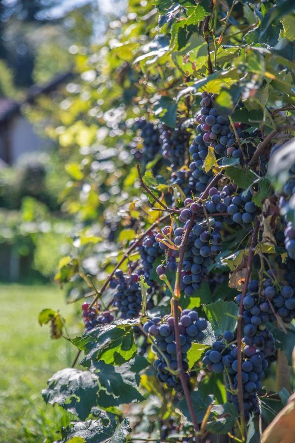 Haus Am Weinberg II Διαμέρισμα Seekirchen am Wallersee Εξωτερικό φωτογραφία